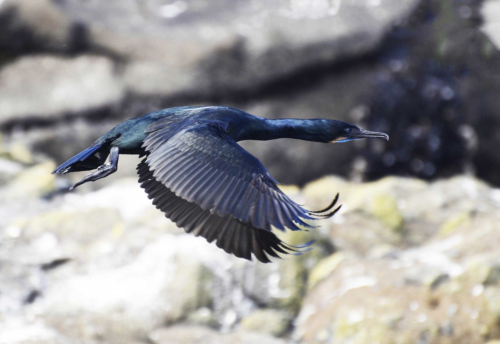 A Brandt’s Cormorant flying low over an Oregon coastal nesting site