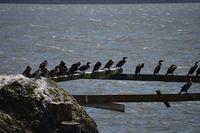 Double-Creasted Cormorants