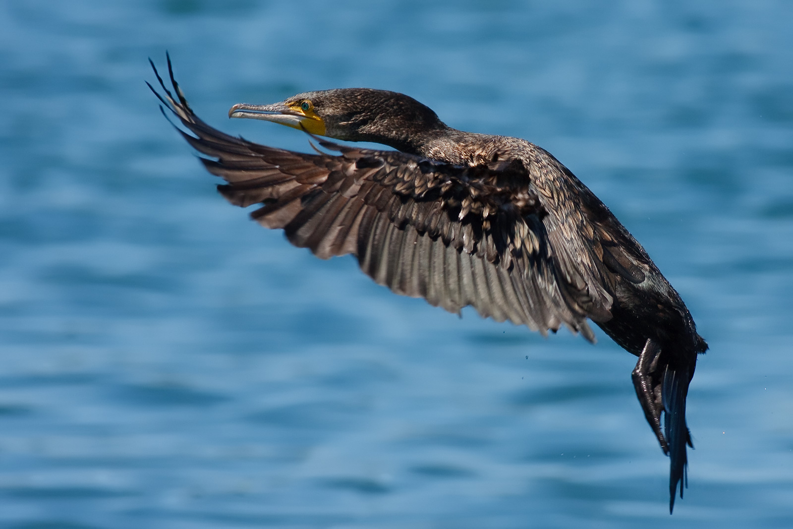 A Great Cormorant flying with wings extended