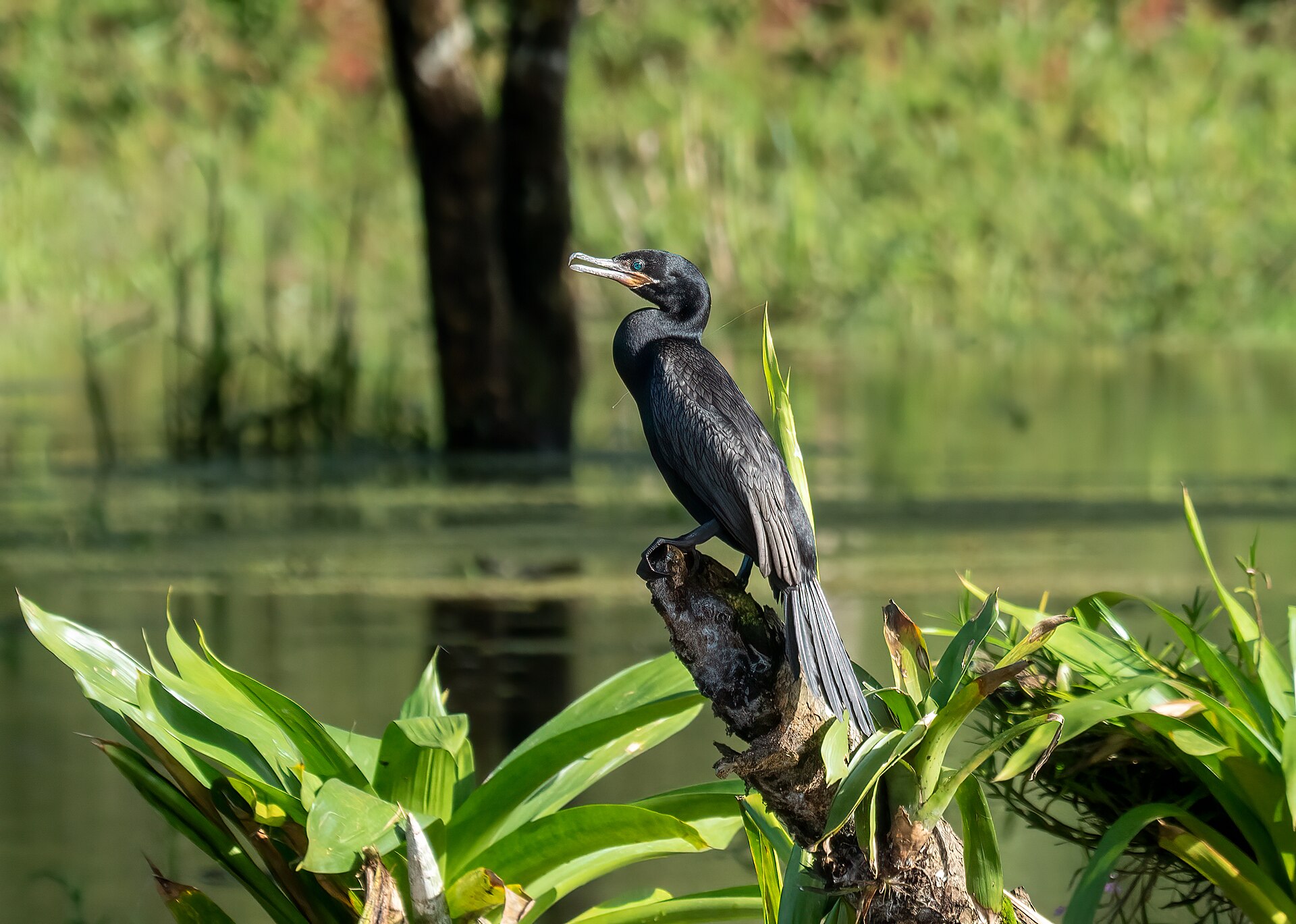 A Neotropic Cormorant perched above a green tropical wetland, showing its slim body and long tail